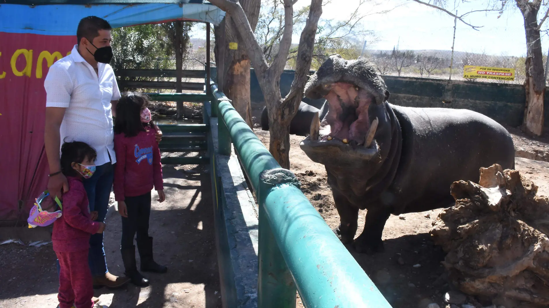 hipopotamo zoologico chihuahua